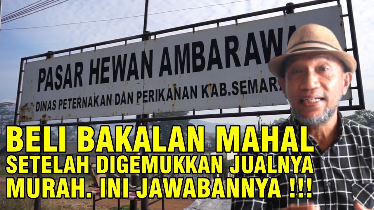 Cara Jual Ternak Sapi Ke Pasar Hewan Atau RPH.jpg
